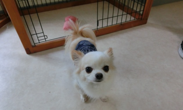 JCトリミングサロン・TOP